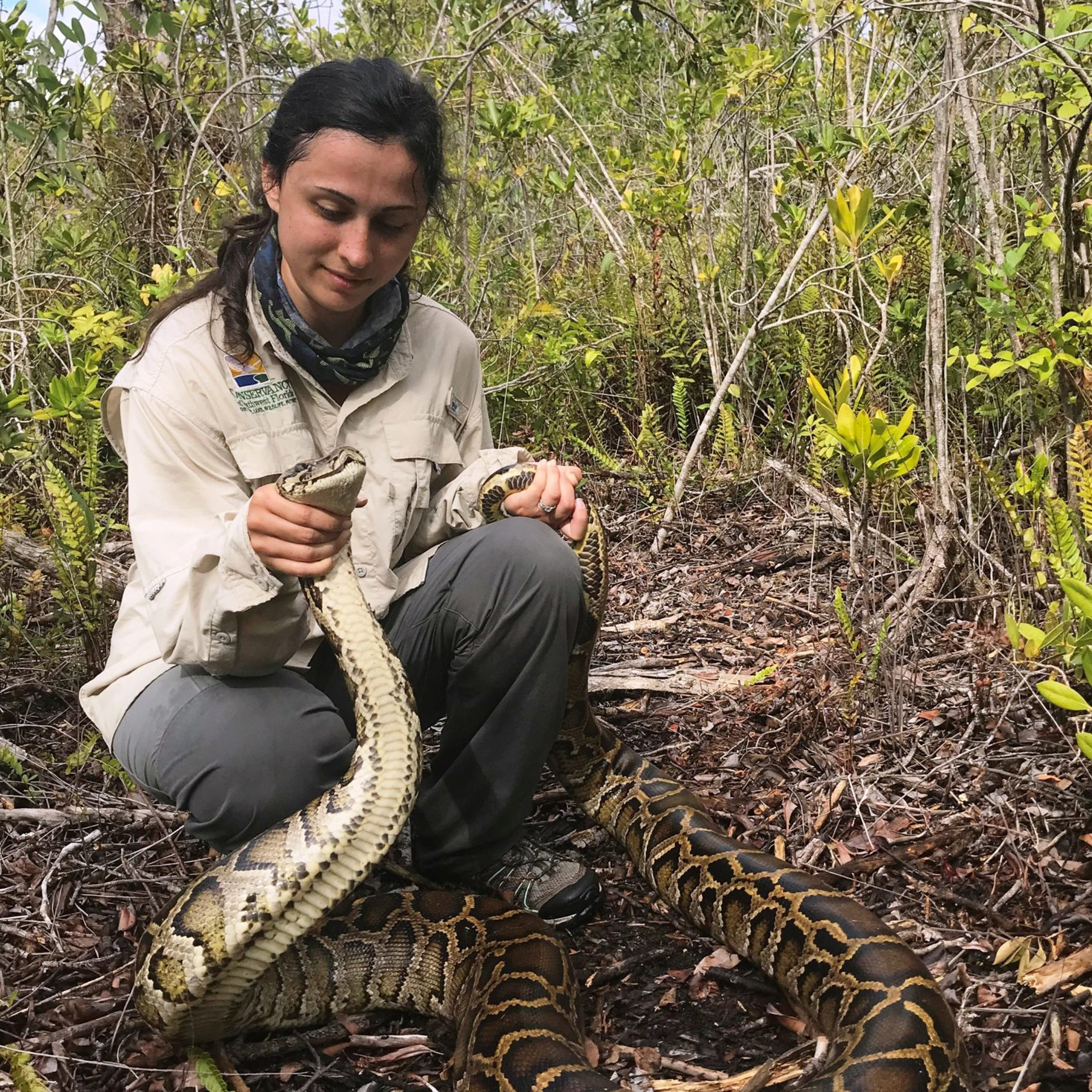 Intern with tan long sleeve shirt and grey pants kneels down in the woods while safely holding a boa constrictor. 