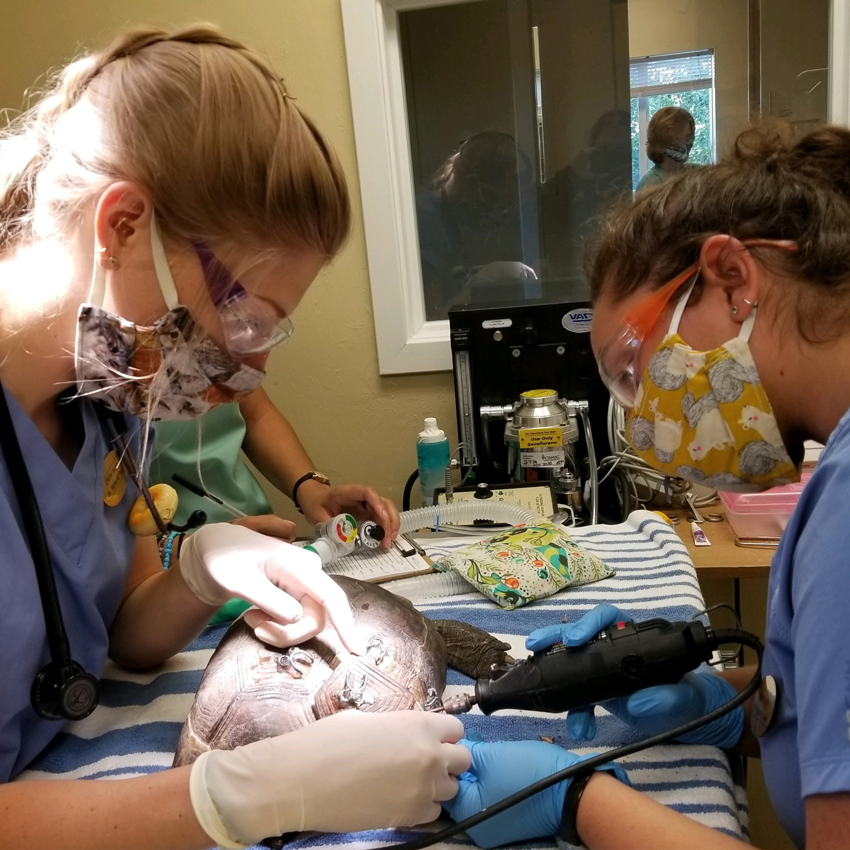 Two female interns in scrubs and masks perform a procedure on a Gopher Tortoise. 