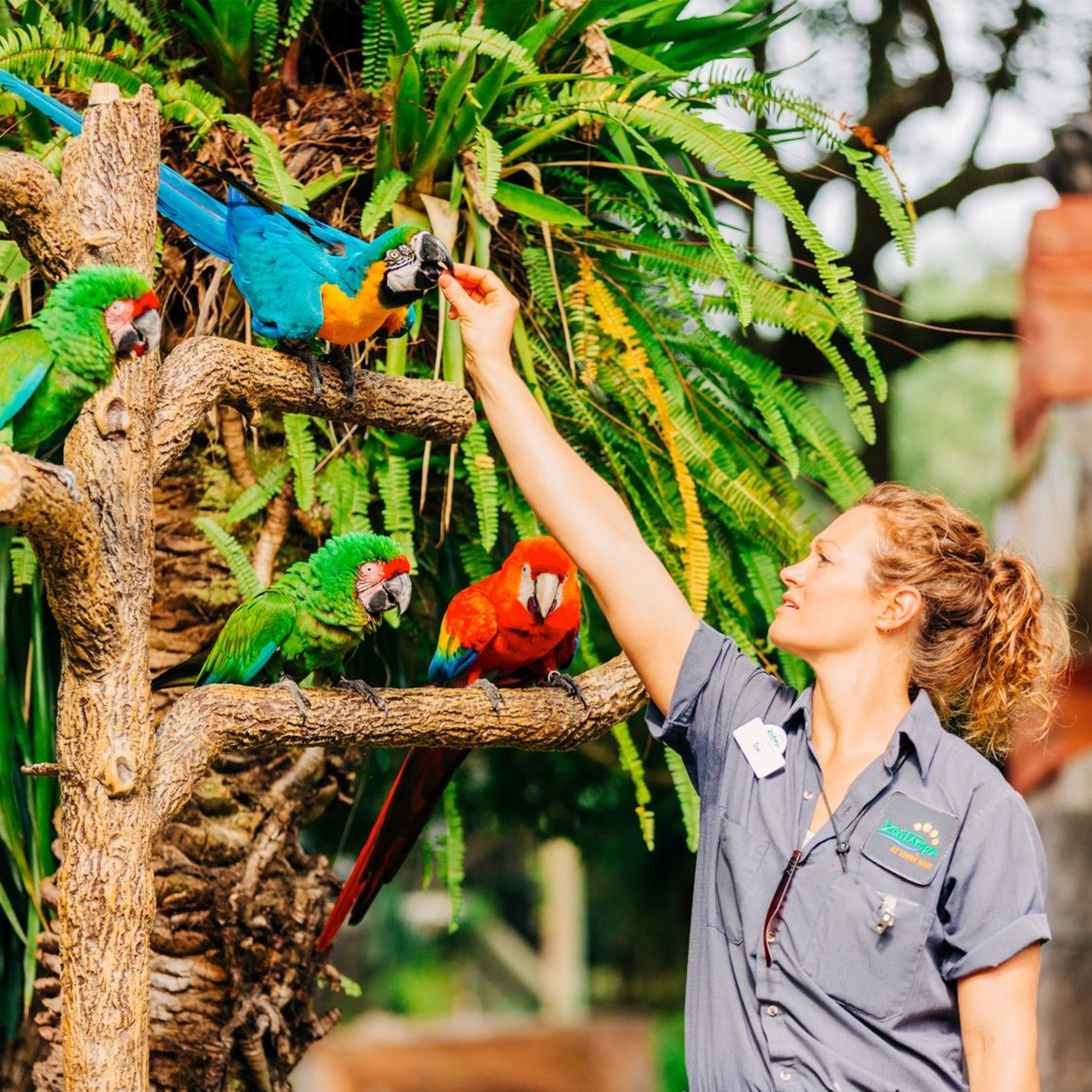 Female ZooTampa intern in grey button down shirt is reaching up to feed a blue Macaw parrot.