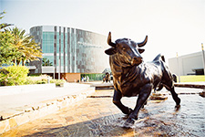 Bull statue in front of the USF Marshall Student Center on the Tampa campus.
