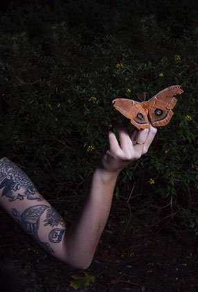 Photo of a butterly perched on a hand in front of a dimly lit hedge.