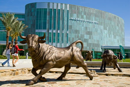 Bull statues in front of the USF Marshall Center.