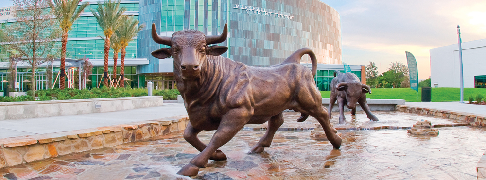 USF bull statue
