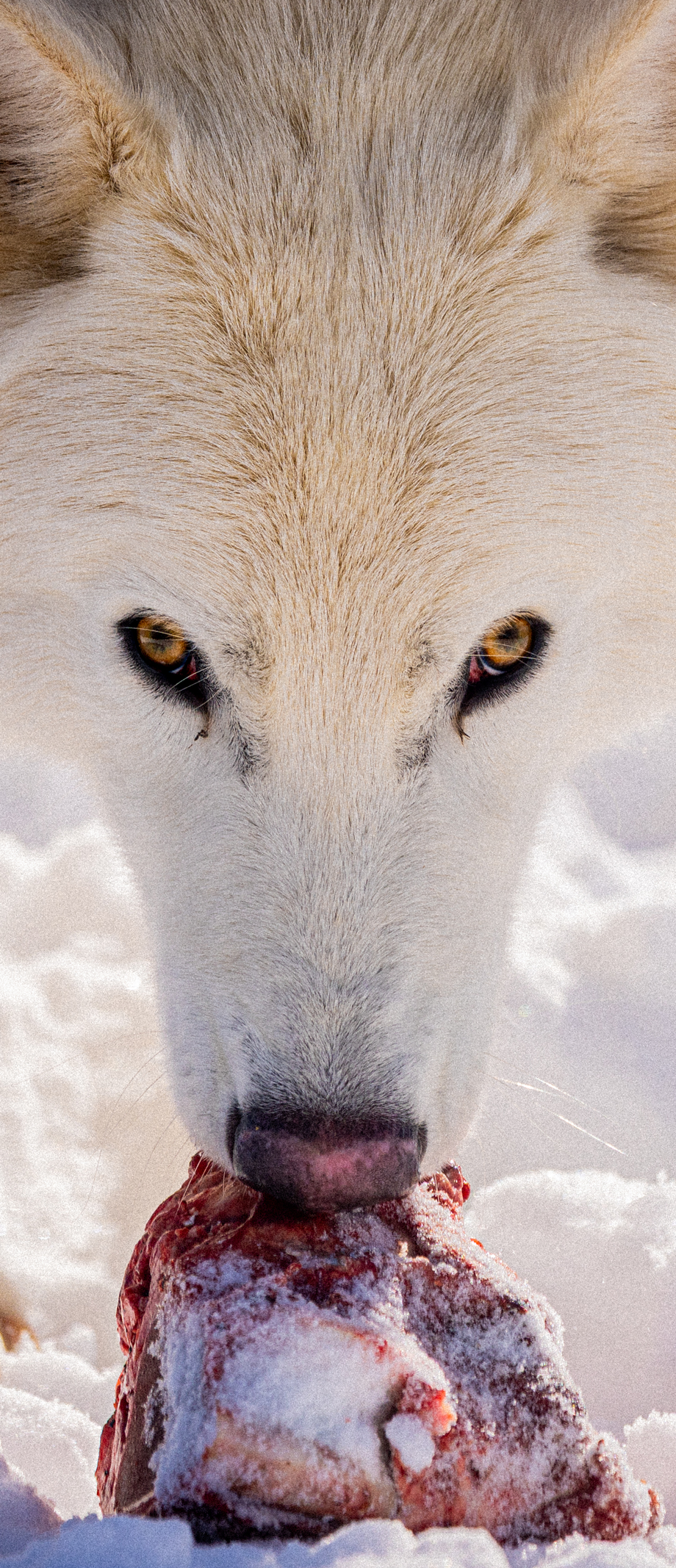 Wolf eating