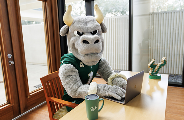 Rocky the Bull on a laptop