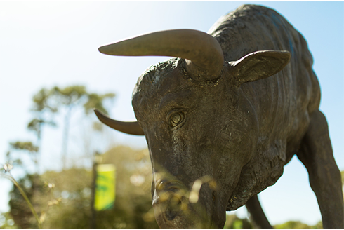 Bull statue on USF Sarasota-Manatee campus