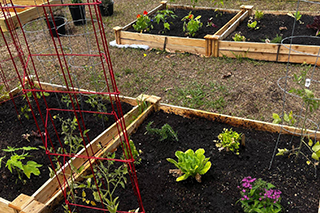 garden beds at the everlasting community garden