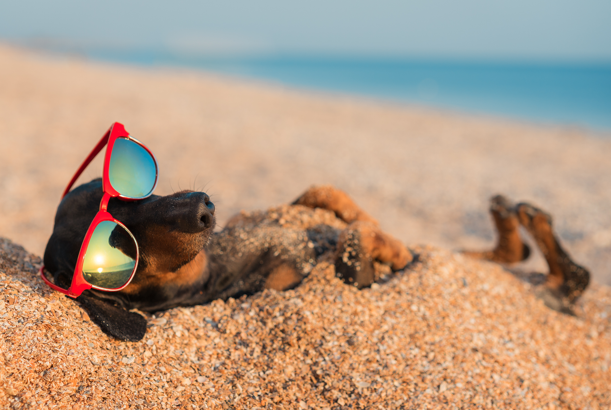 A dachshund wearing sunglasses lying in the sand at the beach