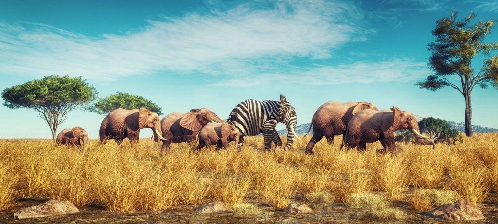 A zebra print elephant in a herd of normal elephants