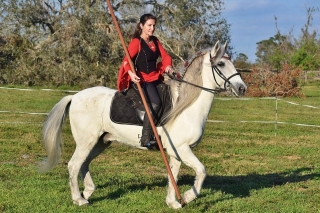 Lipizzann with rider