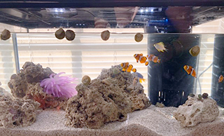 Saltwater tank