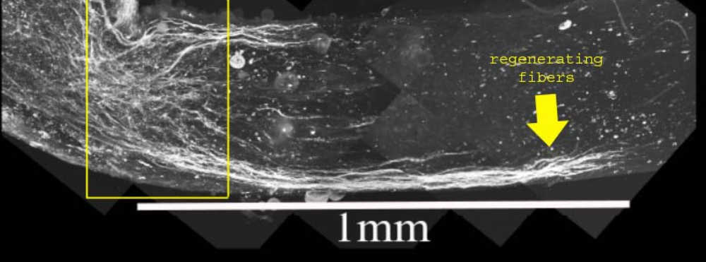 Rat Optic Nerve