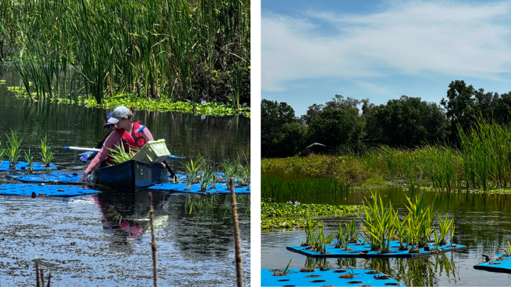 Collage featuring person in canoe examining wetland system. And a floating blue wetland system