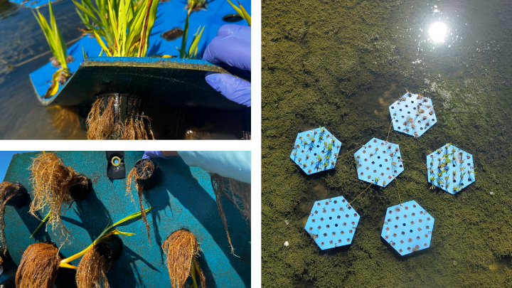 Multiple blue floating wetland systems