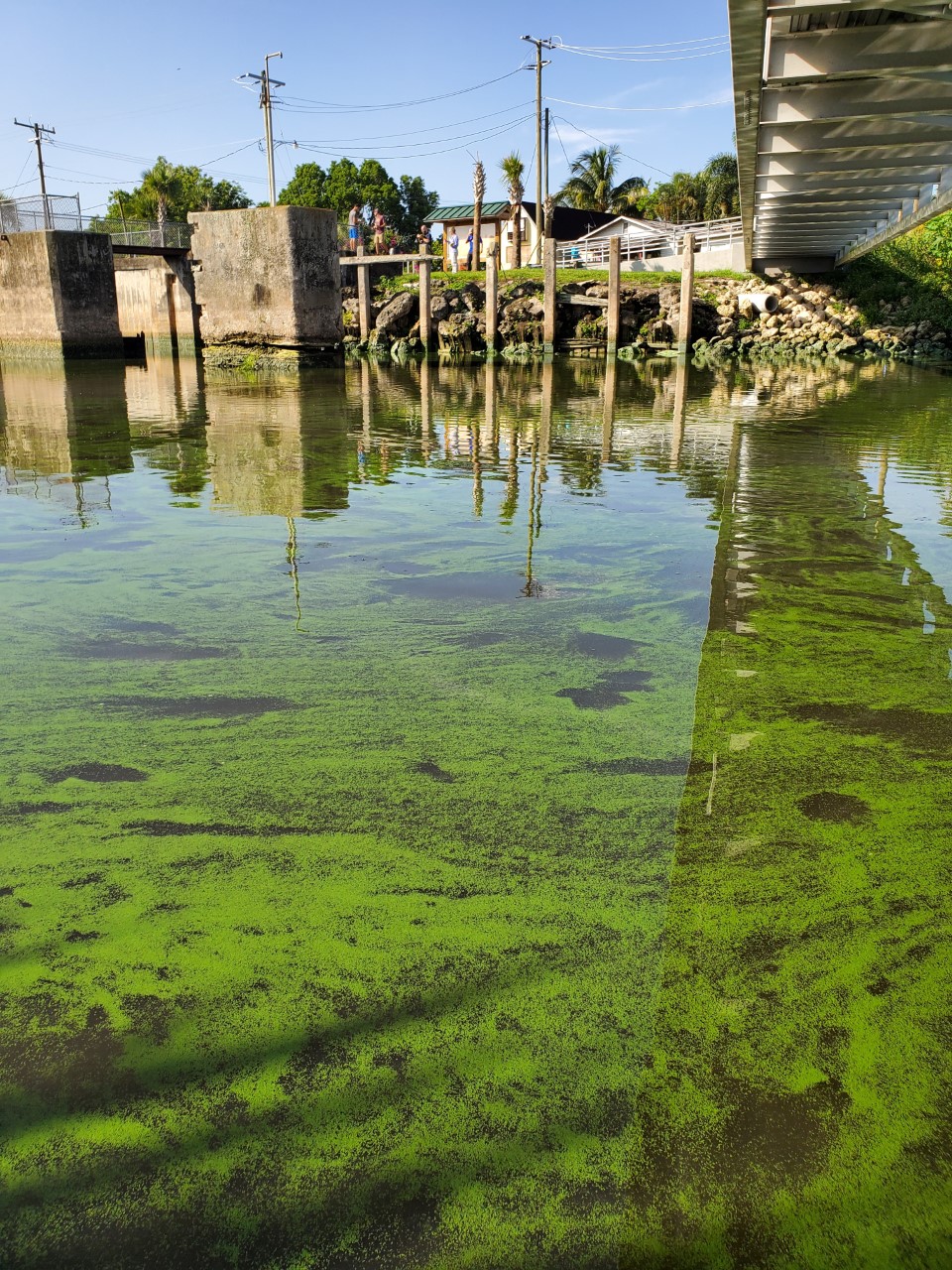 l okeechobee bloom