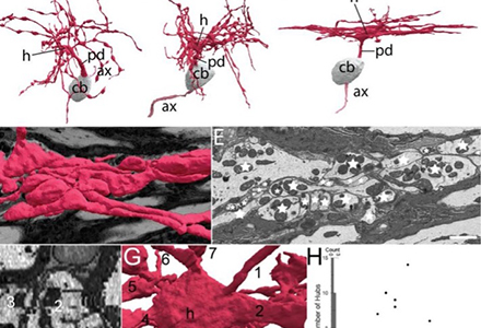 Reconstructed-synaptic