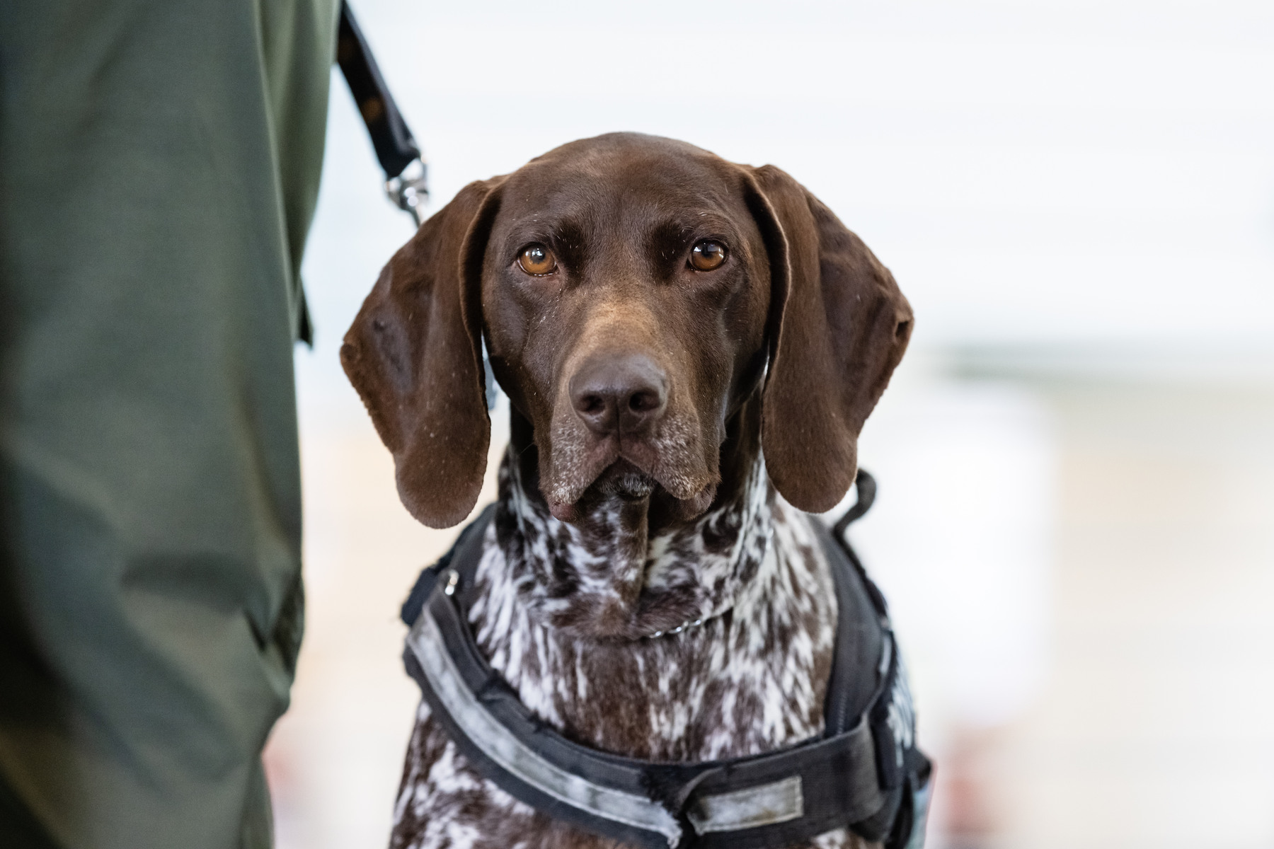 K-9 at Tampa Summit 1