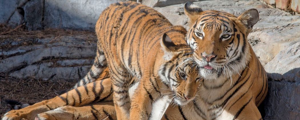 Tigers sunning at ZooTampa