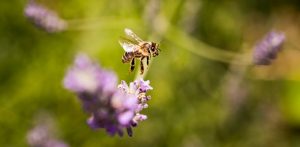 honeybee with lavendar
