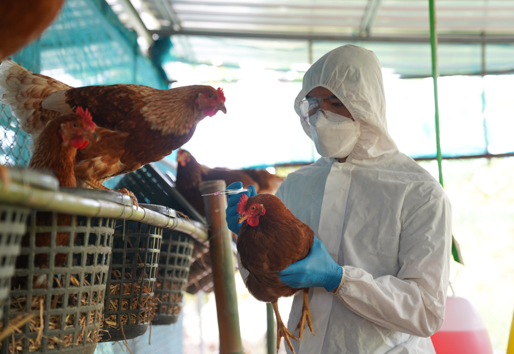 Person in PPE with two chickens