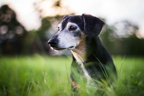 A new hope for dogs with dementia: USF Health researchers explore gene therapy