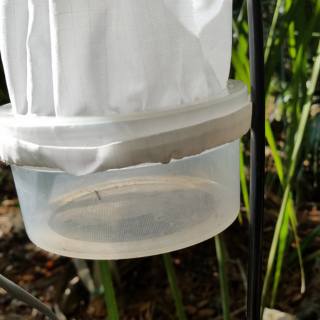 Mosquito inside C02 bated trap