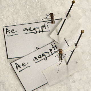 Dengue vector Aedes Aegypti