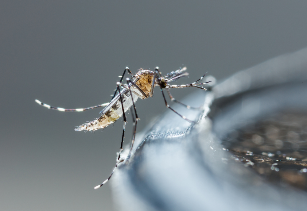 The mosquito species causing dengue