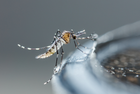 Dengue in Tampa Bay: What should residents know?
