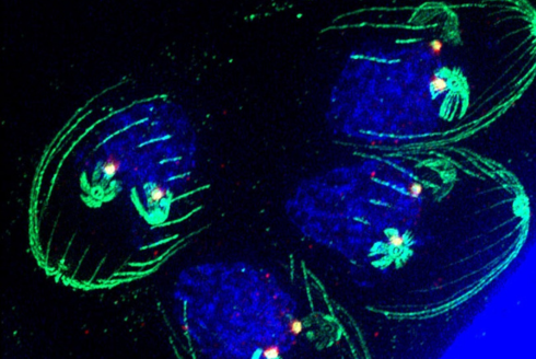 Fluorescent imaging reveals how a global parasite develops, opening new paths for drug treatment