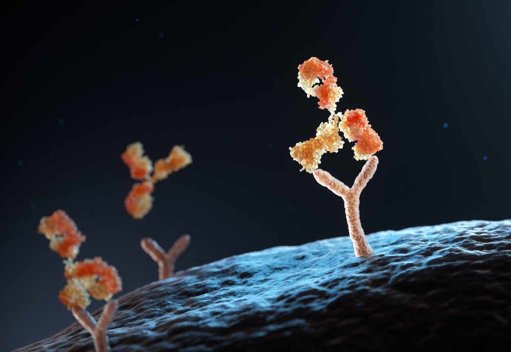 Antibody binding to cell receptor
