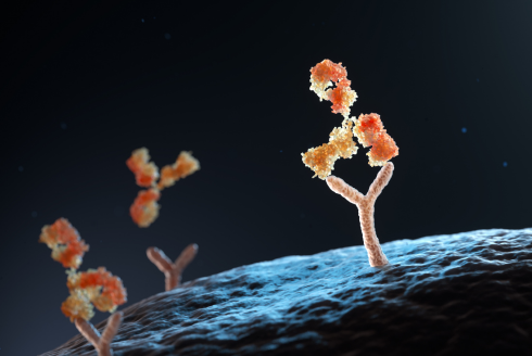 Antibody binding to cell receptor