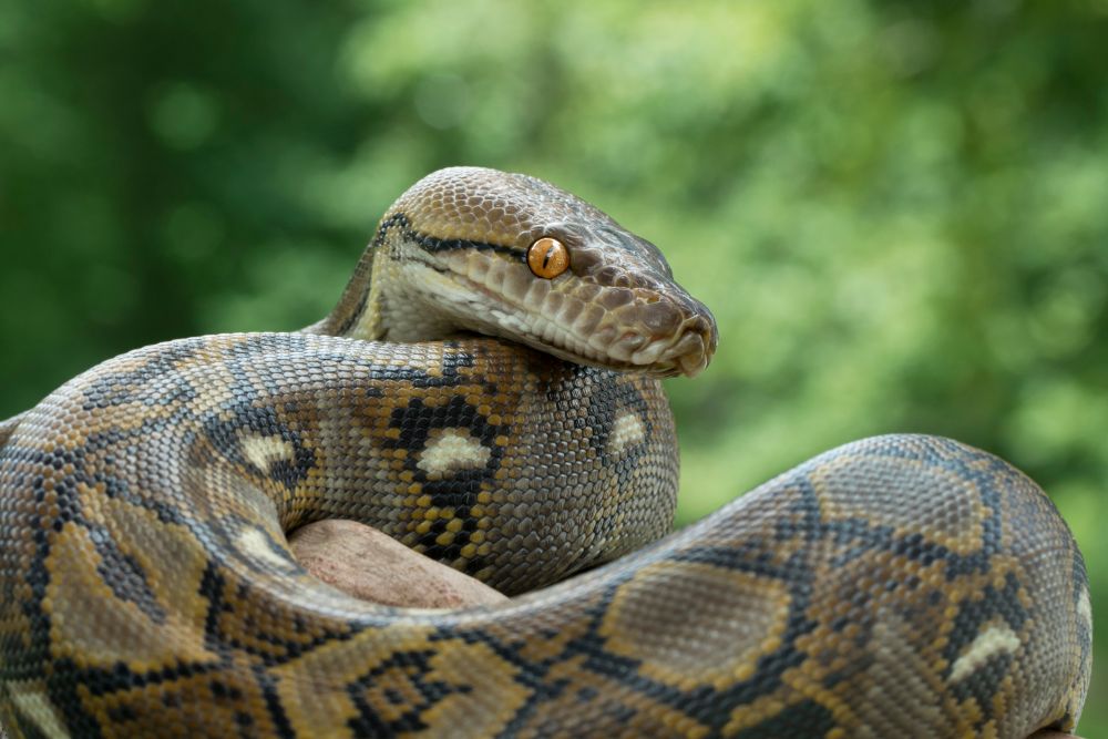 USF Health researchers are studying brain chemicals shared by humans and pythons.