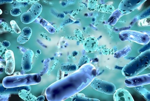 A magnified image of healthy bacteria 