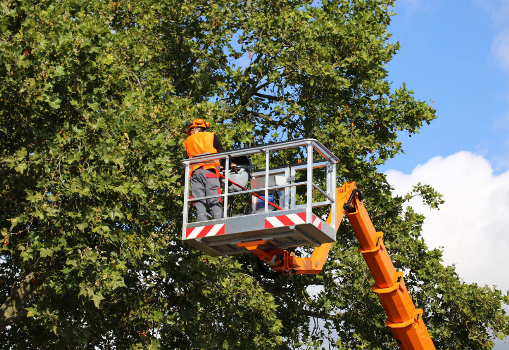 Tree cutting