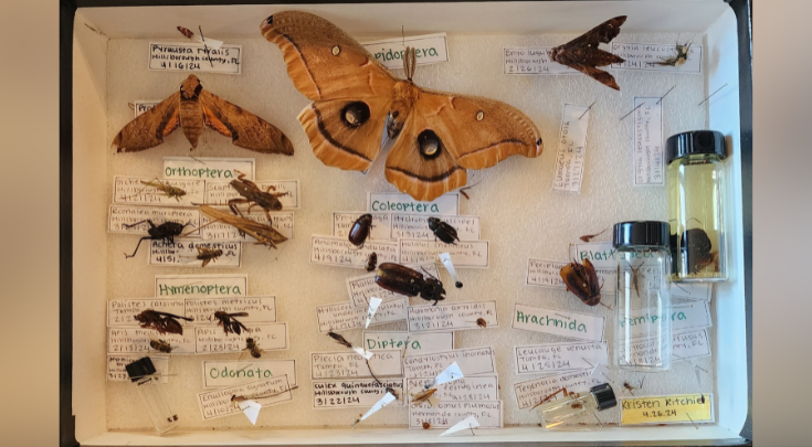 insects