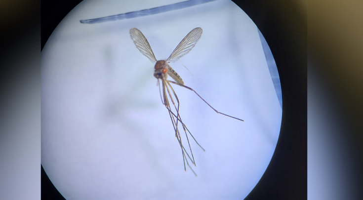 mosquito