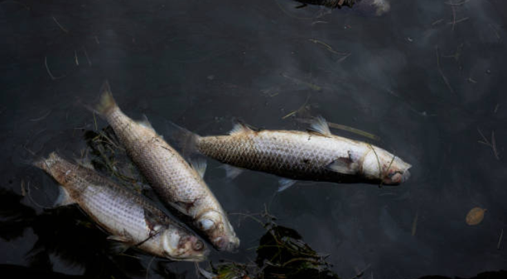 dead fish floating