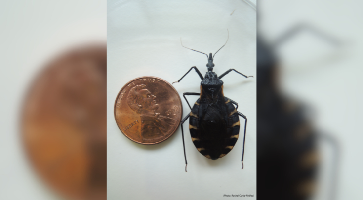 Kissing bugs.