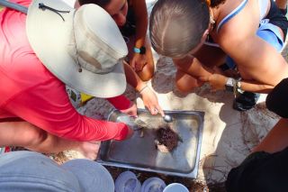 Honors students dig in a steel pan with sand and coral with silverware. and