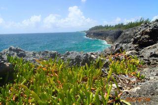 Landscape of the Bahamian coast with blue waters and green succulents