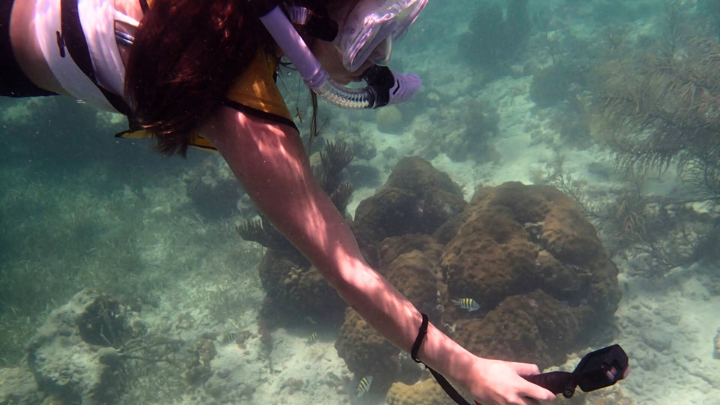 Judy Genshaft Honors College students participates in undersea research in the Bahamas