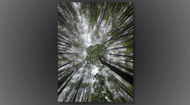 A photo from the perspective of someone looking up at a canopy of trees, with a fish-eye lens effect