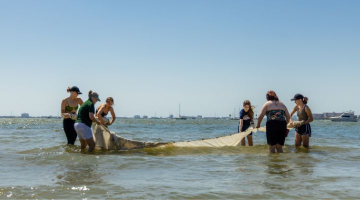 USF St. Petersburg Clam Bayou experiment in the ocean with a net.