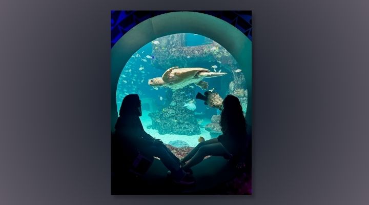 A photo of two students who sit in front of a large circle-shaped glass window into an aquarium where a sea turtle swims by