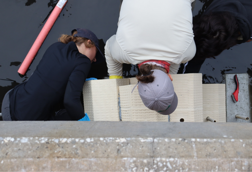 Boyer and a Habitat Laboratory team member install oyster restoration bricks in St. Petersburg.