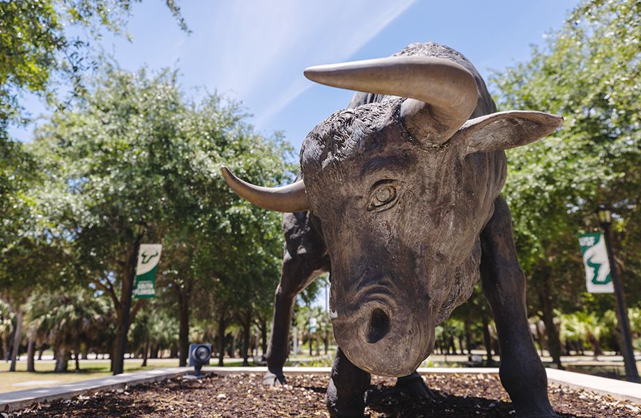 USF Sarasota-Manatee Bull Statue