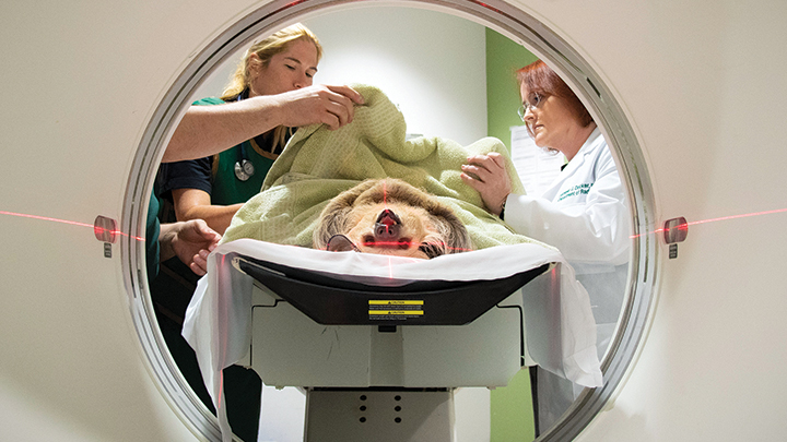 Sloth getting a CT scan