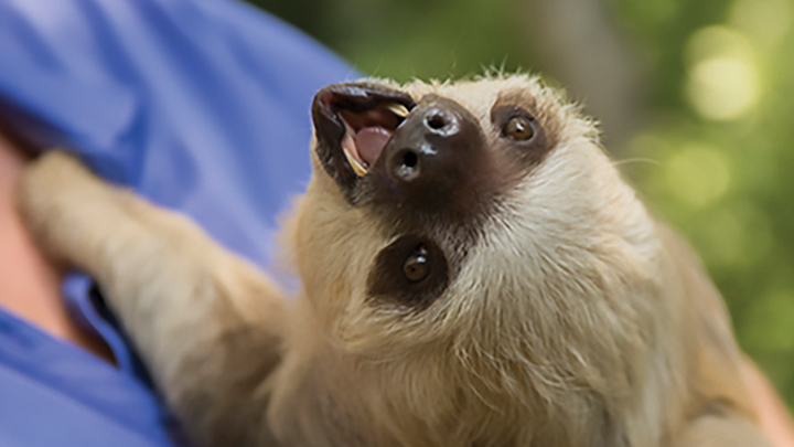 Kodiak the sloth smiling.