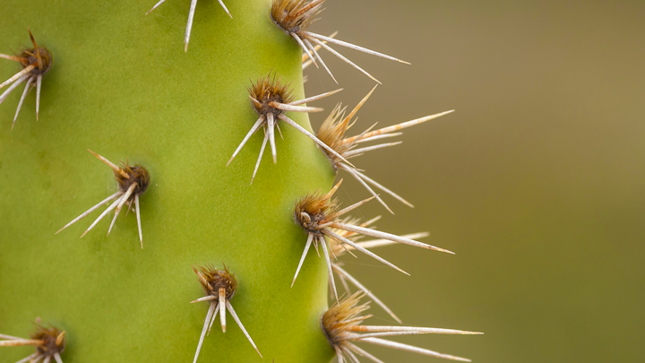 Close up of a cactus and its thorns